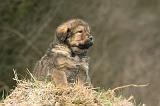 DOGUE DU TIBET 397